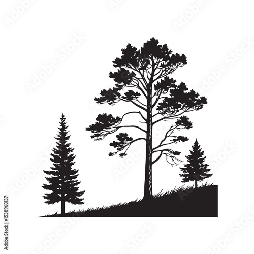 Silhouette of a Forest Scene with Tall Trees