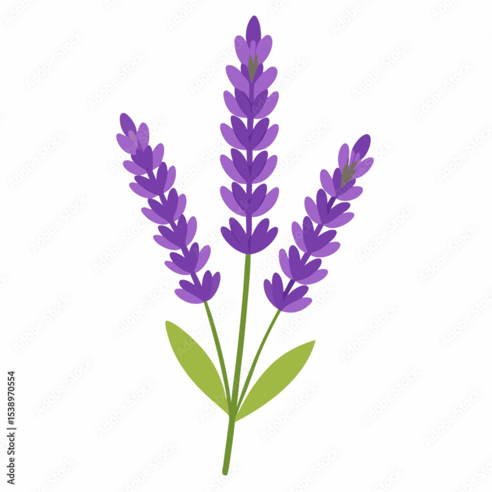 Obraz premium Purple lavender flowers bloom beautifully, isolated on a white background