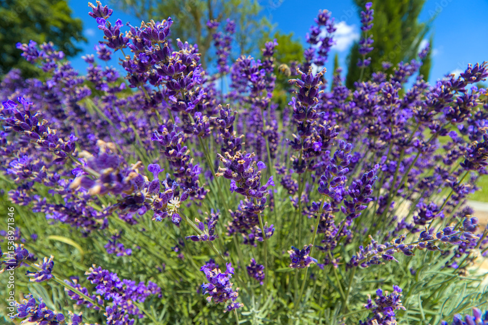 Obraz premium Bush of vibrant purple lavender flowers blooming under blue sky.