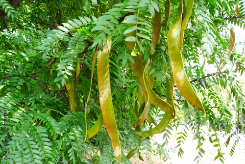 Cuadro en lienzo Honey locust tree and still unripe fruit.