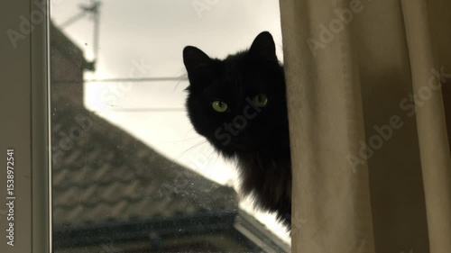 Fluffy black cat cat sitting in window from behind curtain close up portrait