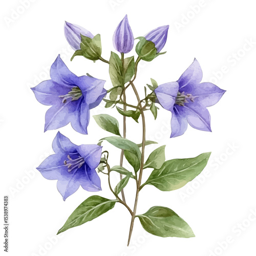 A Campanula Plant, watercolor illustration vector, isolated on a white background.