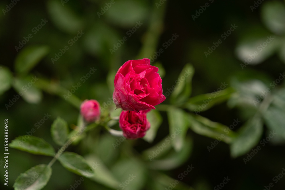 open bud, Hybrid Perpetual rose flower, selective focus open bud, Hybrid Perpetual rose flower, selective focus