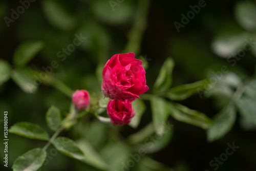 open bud, Hybrid Perpetual rose flower, selective focus