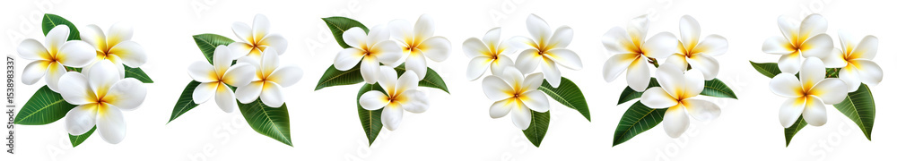 Fototapeta premium PNG Tropical plumeria floral border, element set on transparent background