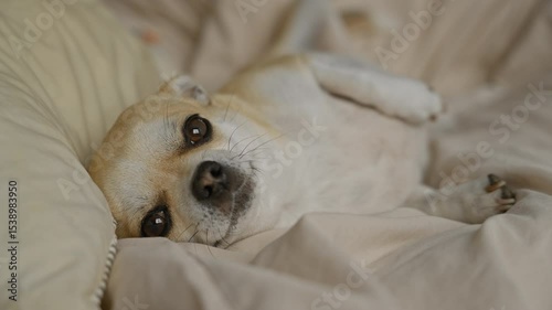 Chihuahua lounging comfortably on a soft bed indoors, capturing a peaceful and cozy home atmosphere for pet lovers.