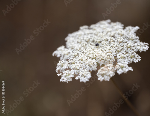 Wallpaper Mural close up of white flowers Torontodigital.ca