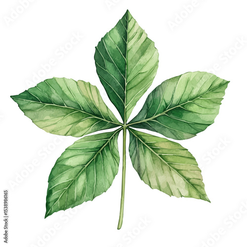 watercolor of A Buckeye Leaf, vector, isolated on a white background.
