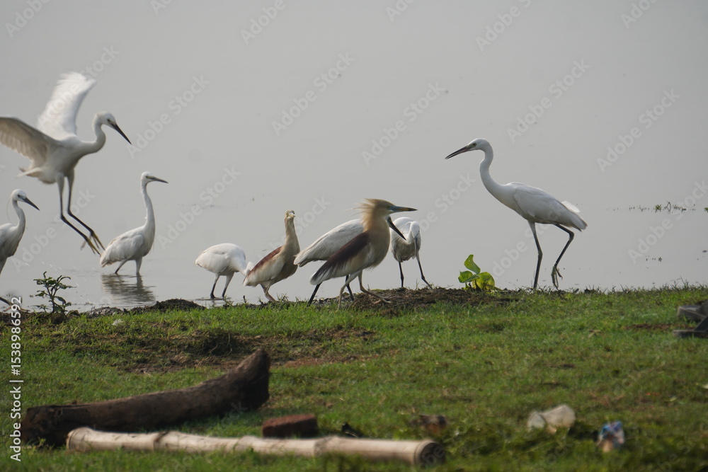 Fototapeta premium heron, black-headed ibis, and egrets are elegant wading birds with long legs, seen near wetlands, feeding on fish and insects.