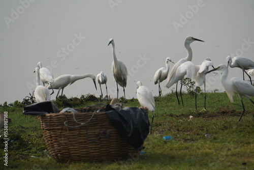  heron, black-headed ibis, and egrets are elegant wading birds with long legs, seen near wetlands, feeding on fish and insects.