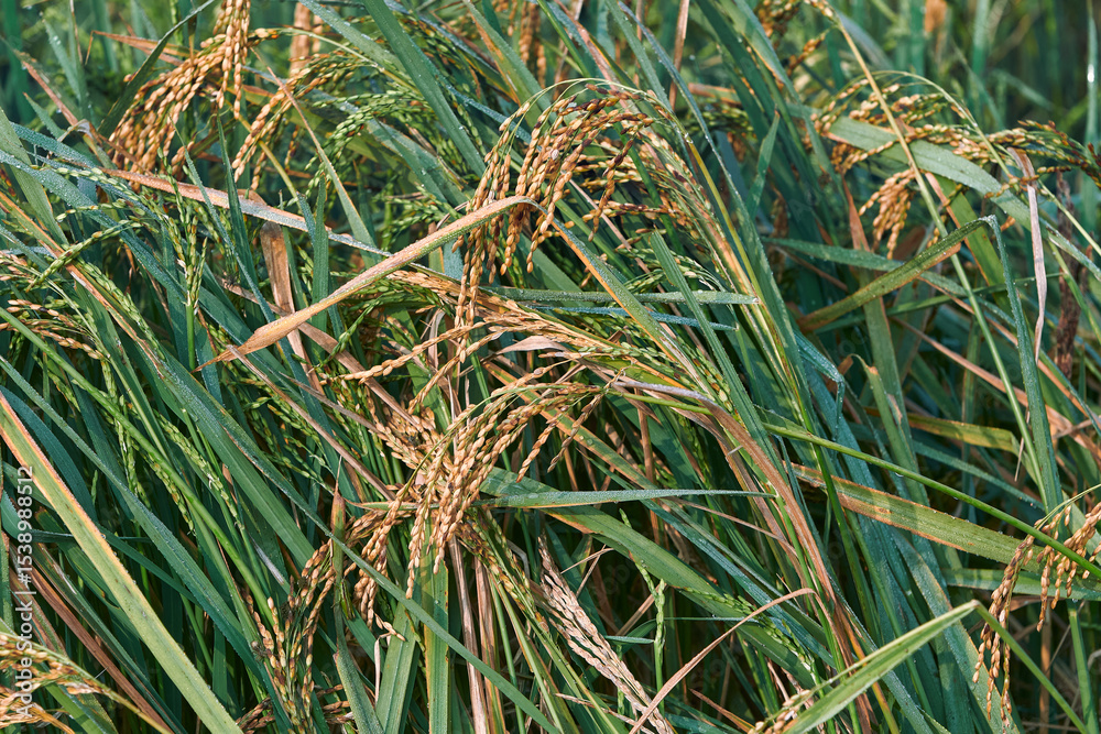 Obraz premium closeup of healthy growing paddy plants, with branched panicles containing ripe and unripe seeds. Paddy (Oryza sativa) is a major staple food & India is world's second-largest producer of rice.