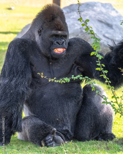 Wallpaper Mural Gorilla close up Torontodigital.ca