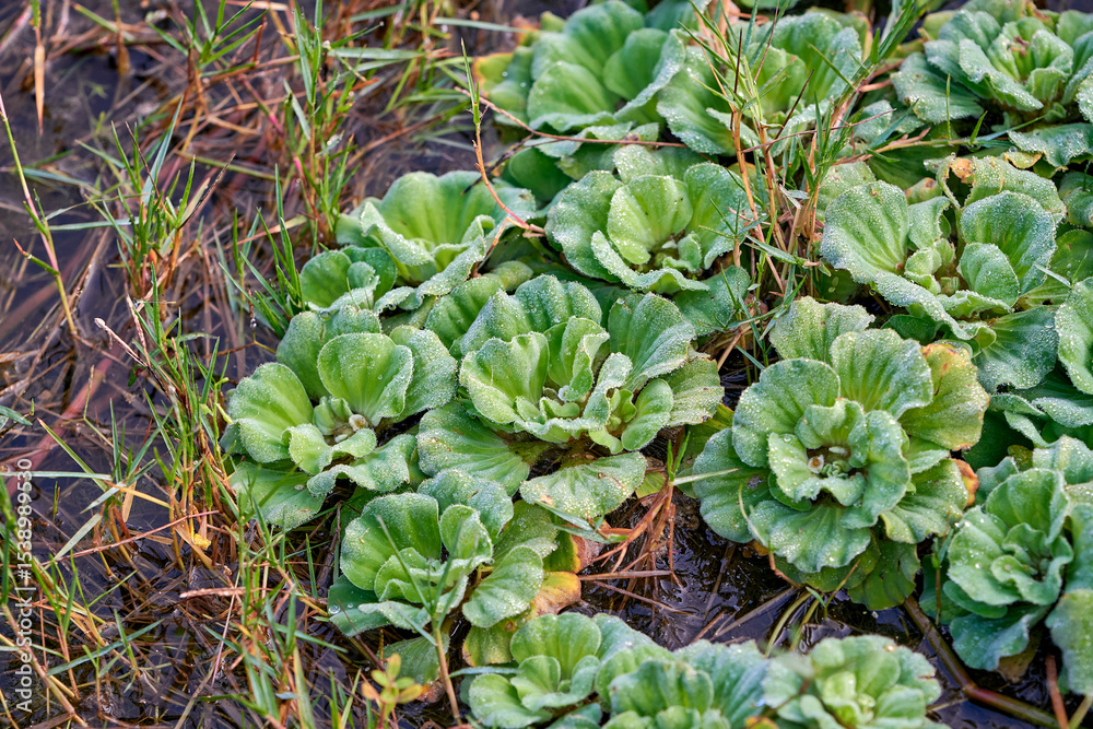 Obraz premium colony of Pistia stratiotes, known as Water lettuce, or water cabbage, a floating freshwater plant with fuzzy rosettes. It is toxic to people and pets. Photo taken in a rural village of West Bengal.