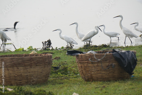 heron, black-headed ibis, and egrets are elegant wading birds with long legs, seen near wetlands, feeding on fish and insects.
