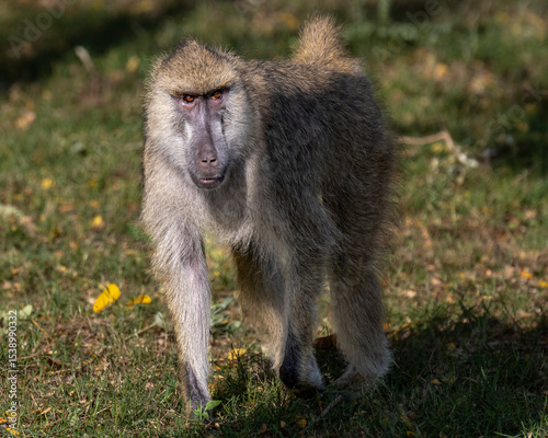 baboon sitting on the ground