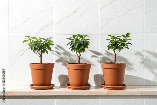 Three small potted plants are displayed in a horizontal row against a white background