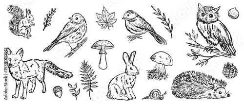 Collection of forest animals and birds in black brush stroke texture isolated on white. Hand drawn vector sketch illustration in vintage charcoal ink. Fox, hedgehog, owl, squirrel, hare. Autumn forest