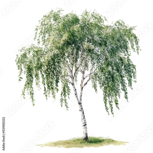 A Black Alder Tree, watercolor illustration vector, isolated on a white background.