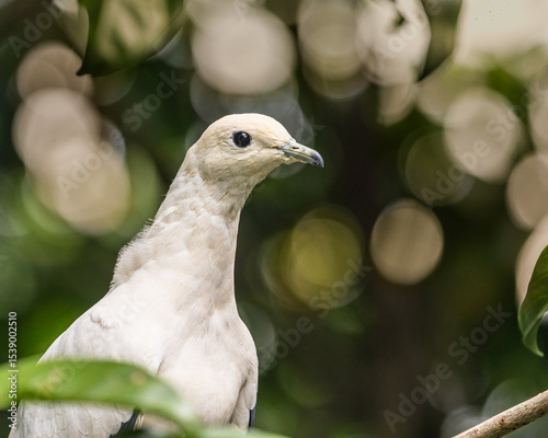 A Pied Imperial Pigeon
