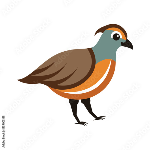 vector illustration of a quail bird