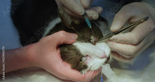 Veterinary professional performing precise nasolacrimal duct flush on sedated brown and white cat, using specialized medical instruments for eye care procedure.