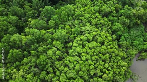 Above the Jungle