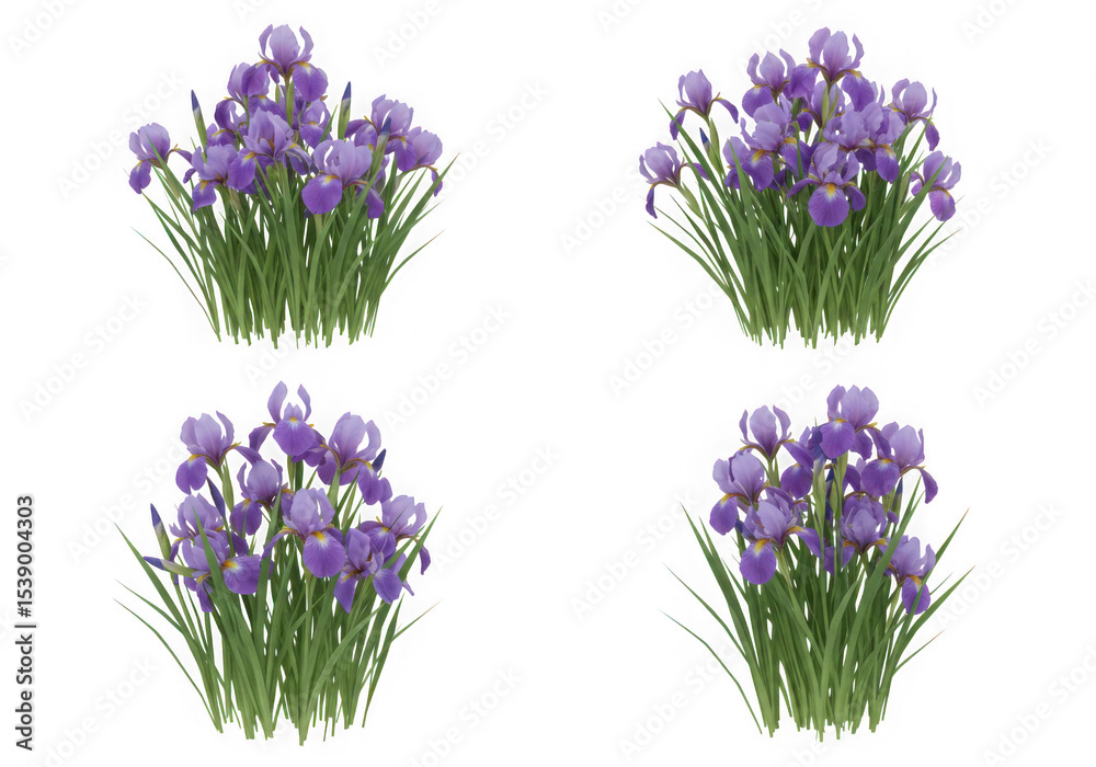 Fototapeta premium Four purple iris flower clusters isolated on transparent background