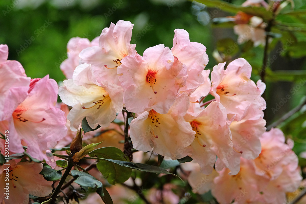 Obraz premium Coral pink Rhododendron ‘Vanessa Pastel’ in flower.