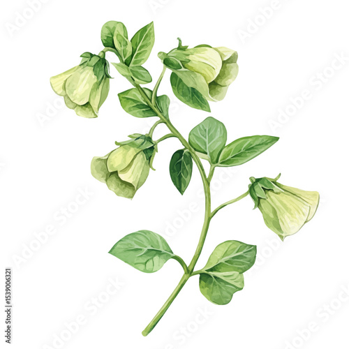 A Bells Of Ireland Stem, watercolor vector, isolated on a white background.