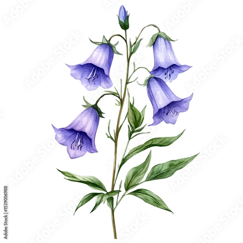 watercolor of A Bellflower Plant, vector, isolated on a white background.