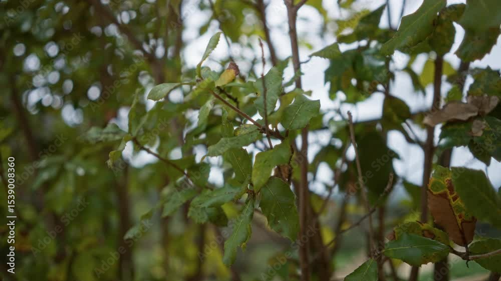 Green leaves closeup in outdoors setting with bokeh effect background in mallorca spain Green leaves closeup in outdoors setting with bokeh effect background in mallorca spain