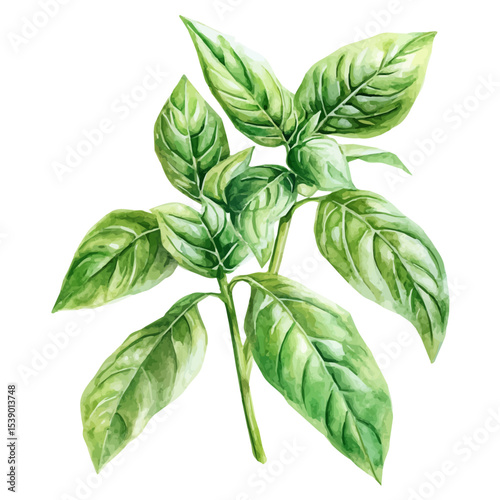 A Basil Plant, watercolor drawing vector, isolated on a white background.