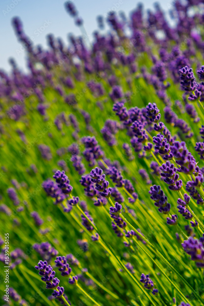 Naklejka premium Lavender plantation in Hungary in summer