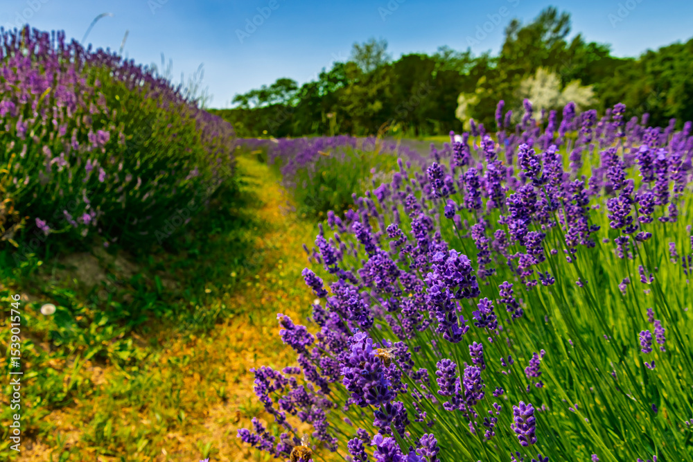 Naklejka premium Lavender plantation in Hungary in summer