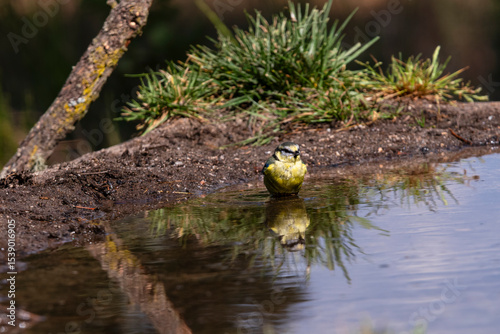 A blue tit looks directly at the viewer from the middle of a quiet pond, feathers puffed from bathing.