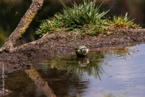 The blue tit bends to sip water from the pond, a moment of nature captured in full detail.