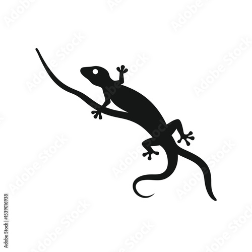 gecko on a white background