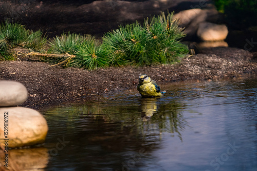 A fluffed-up blue tit sits peacefully in a shallow pond, surrounded by earthy tones and pine.