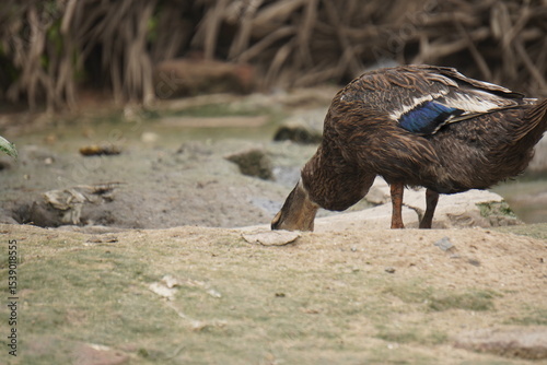 duck, a resilient waterfowl breed, thrives in wetlands, valued for egg production, meat quality, and natural pest control abilities