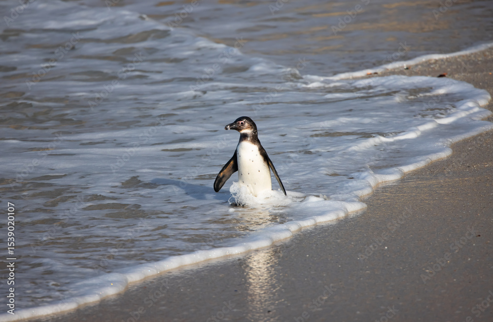 Fototapeta premium Colony of african penguin on rocky beach - Boluders, South Africa