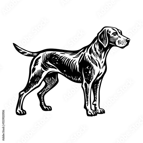 A vintage style illustration representing hunting dog