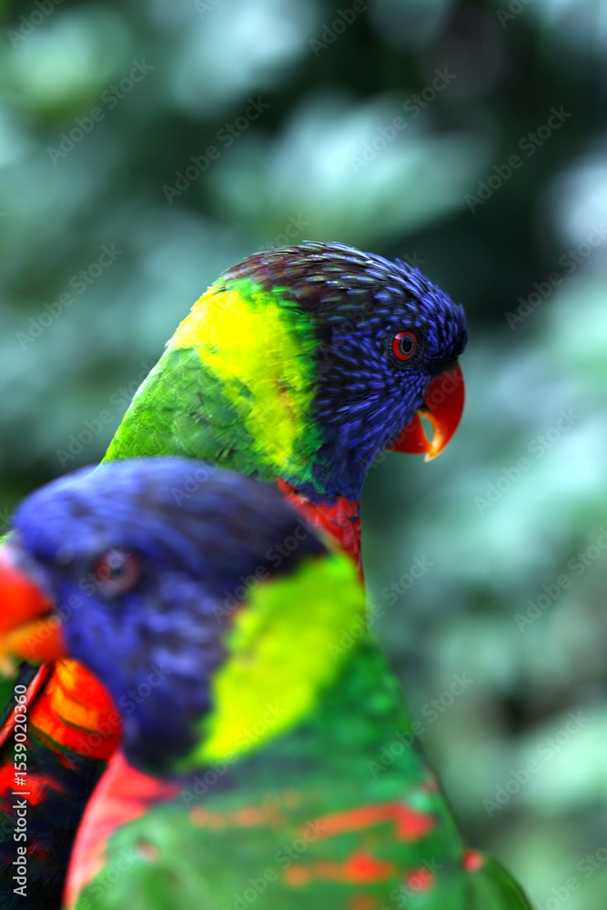 Naklejka premium A Macro photo of colorful parakeets