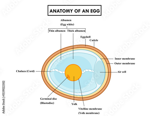 Structure anatomy of chicken or bird egg.Cross section.Diagram of biology or science for education in school.Infographic.Embryo chart.Poultry eggs.Animal concept.Educational.Vector illustration.