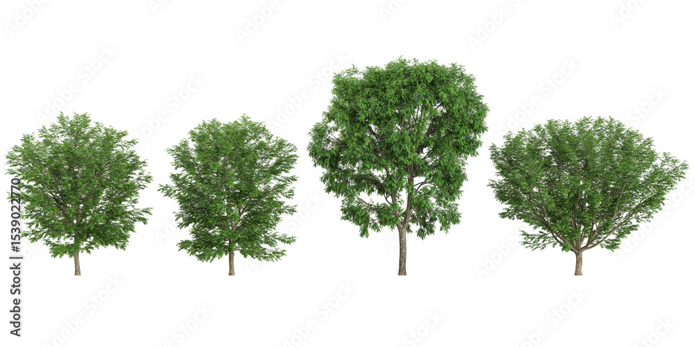 Fototapeta premium set of Robinia,Ulmus trees on transparent background from the top view