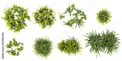 set of Rue plants on transparent background from the top view