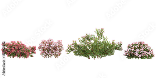 set of Syringa meyeri,Korean lilac plants on transparent background