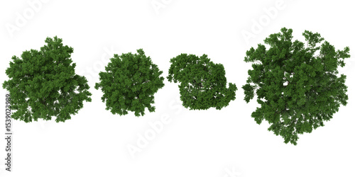 set of Ulmus trees on transparent background from the top view