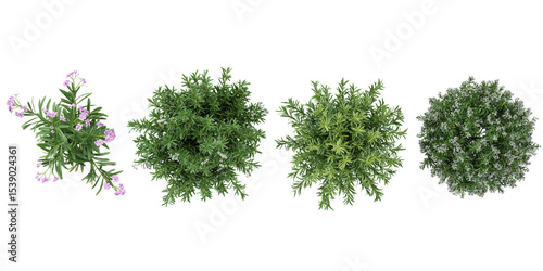Top view of Rosemary plants on transparent background