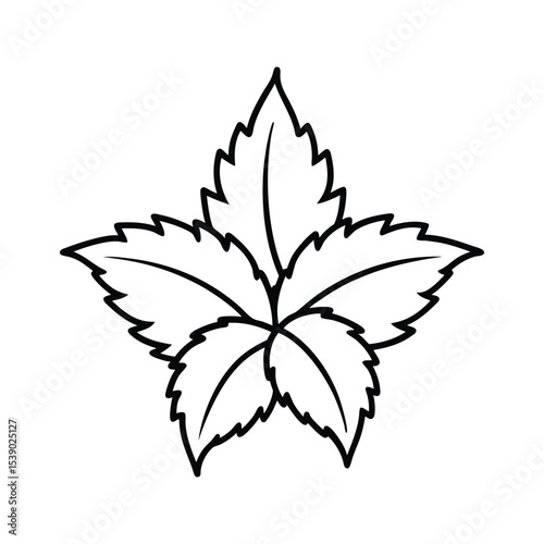Distinctive shiso leaves with serrated leaf edges Line Art Vector illustration
