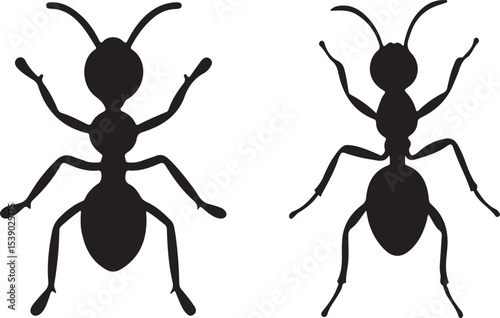 vector illustration of an ant